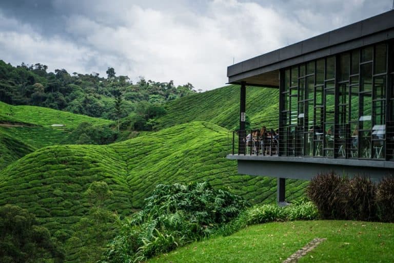 16 Best Things To Do In Cameron Highlands 2023 Edition