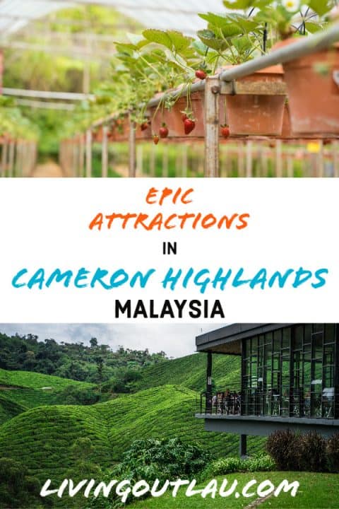 16 BEST Things To Do In Cameron Highlands 2023 Edition   Cameron Highlands Attractions Pinterest 480x720 