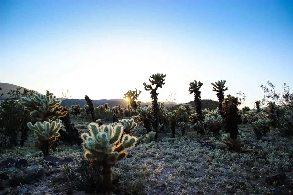 Best Airbnbs In Joshua Tree California Featured