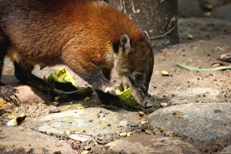 Coati Poop Coffee Peru