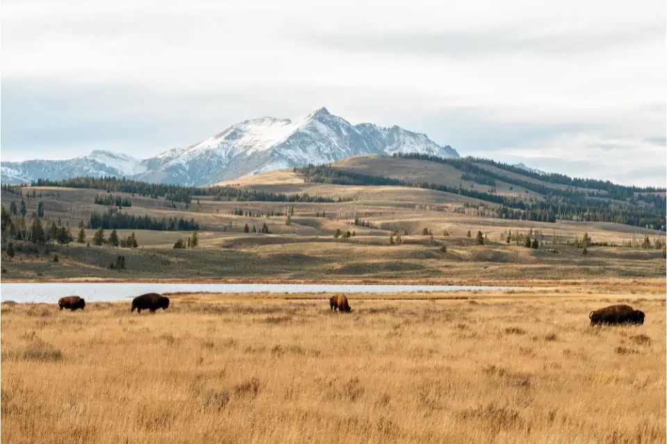 Visiting Yellowstone in October Featured