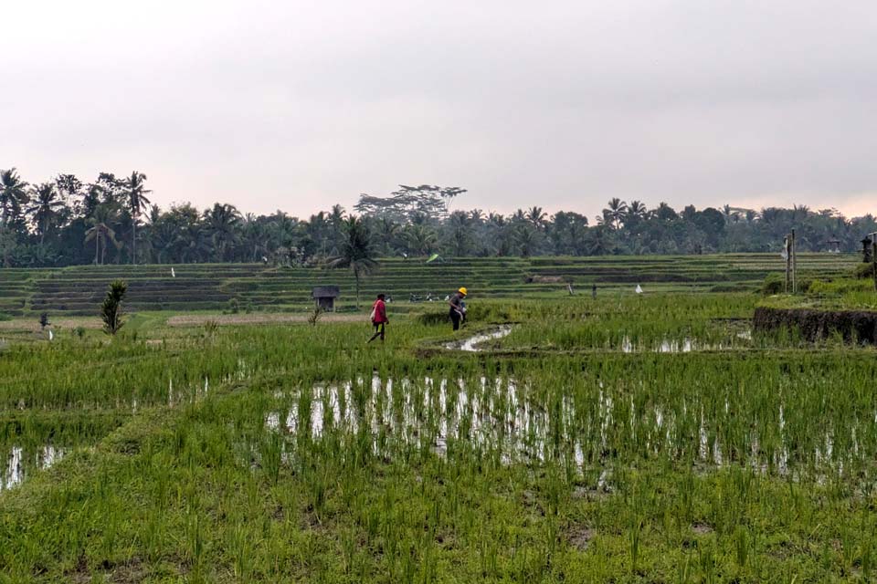 Rice-Terraces-ubud-Bali