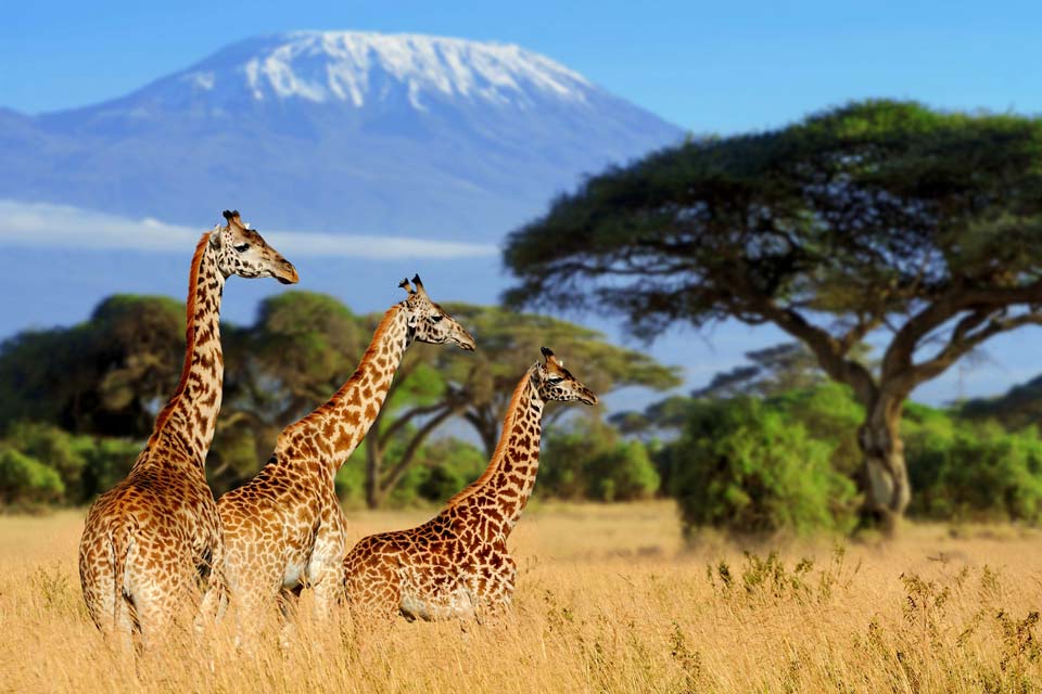 Serengeti-Mount-Kilimanjaro